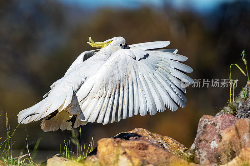 凤头鹦鹉(Cacatua galerita)